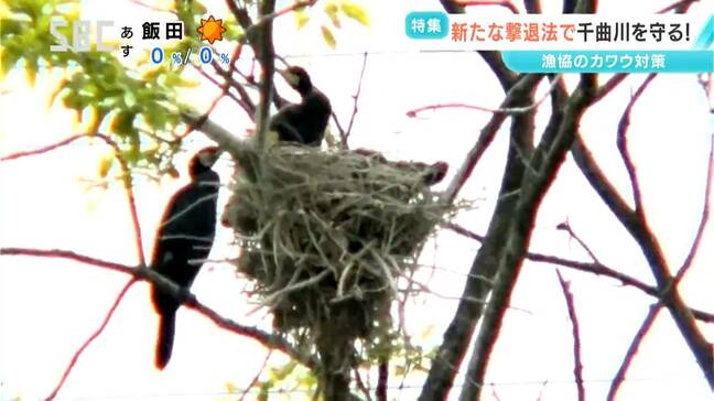 漁業関係者が頭を悩ますカワウ被害　放流したアユの実に7割が食害に　ドローン使った「ドライアイス」作戦に、プラスチック製「バンド」作戦…あの手この手の対策効果は？　長野|TBS NEWS DIG