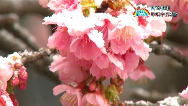 「早咲き桜と雪」阿久根市・鹿児島【亀ちゃんのかごしま撮った！】|TBS NEWS DIG