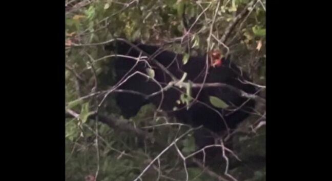 クマ出没相次ぐ 石川県小松市と能美市 住宅裏のカキの木を伐採も同じ日の午後に再び現れる|TBS NEWS DIG