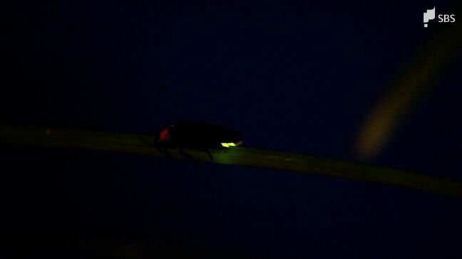 「孫にホタルを見せたかったことがきっかけ」工場で『ほたるまつり』 600匹のゲンジボタルを鑑賞=静岡県・富士市|TBS NEWS DIG