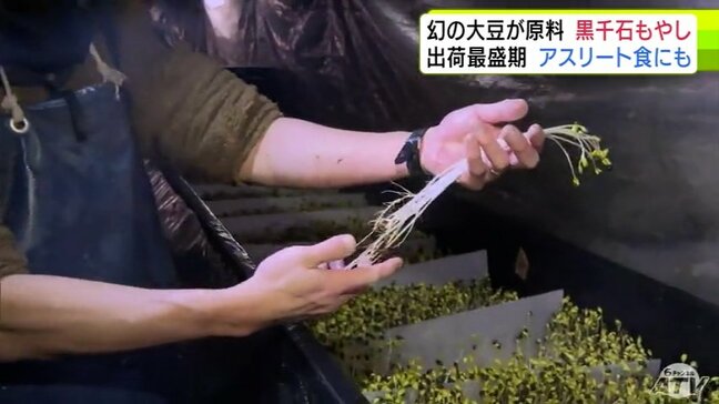 原料は“幻の大豆”　高い栄養価のほか抗酸化力も高くアスリート食としても注目の「黒千石もやし」の出荷が最盛期　オススメの食べ方は？　青森県黒石市|TBS NEWS DIG