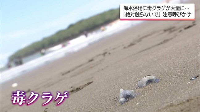 宮崎県内の海水浴場で強い毒をもつクラゲ「カツオノエボシ」漂着　相次いで確認|TBS NEWS DIG