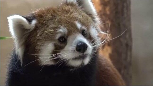 ただいま名前募集中！レッサーパンダの赤ちゃんが愛くるしい仕草で人気　長野・茶臼山動物園|TBS NEWS DIG