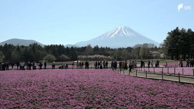 ピンク色のじゅうたんに「きれい!圧巻!」富士山の麓でシバザクラが見頃 山梨・富士本栖湖リゾートで「芝桜まつり」|TBS NEWS DIG