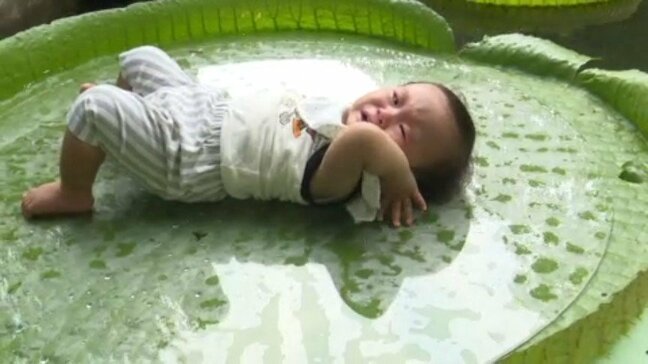 「船が揺れるみたいで気持ちいい」子どもたちが“オオオニバス”の葉に乗ってぷかぷか 愛媛・今治市|TBS NEWS DIG