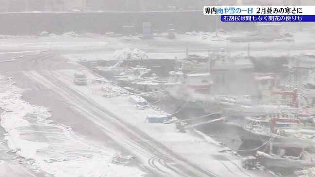 岩手県内は全域雨や雪　盛岡で最高気温1.8度　各地で2月並みの寒さ　石割桜の開花予想は？|TBS NEWS DIG