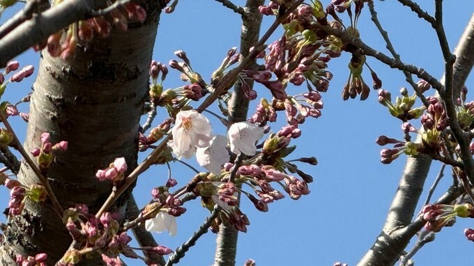 【速報】北海道に桜前線が上陸！松前町で午後3時に開花宣言　観測史上2番目の早さ|TBS NEWS DIG