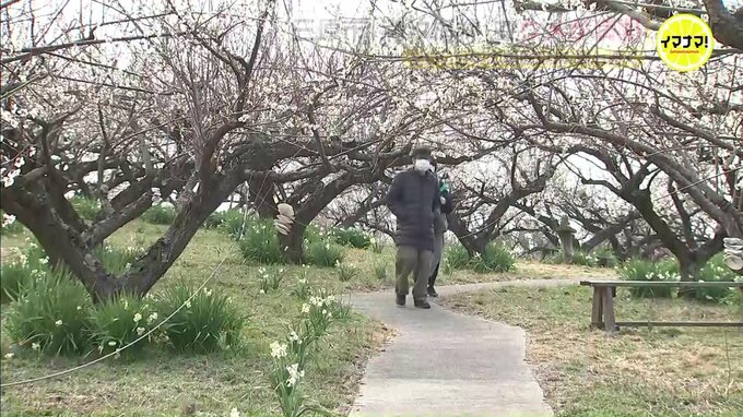 約1000本のウメ　花満開に　観光農園「満汐梅林」 広島・三原市|TBS NEWS DIG