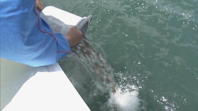5万4000匹のマダイ稚魚放流  2月に人工ふ化…体長約6センチ 6年後には体長40センチの立派なマダイに 三重･尾鷲湾　|　名古屋・愛知・岐阜・三重のニュース【CBC news】 | CBC web