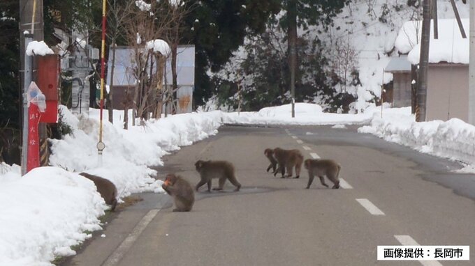 サルにGPS装着！ “イタチごっこ”解消へ居場所の「見える化」 被害に悩む山間集落の希望の光に？|TBS NEWS DIG