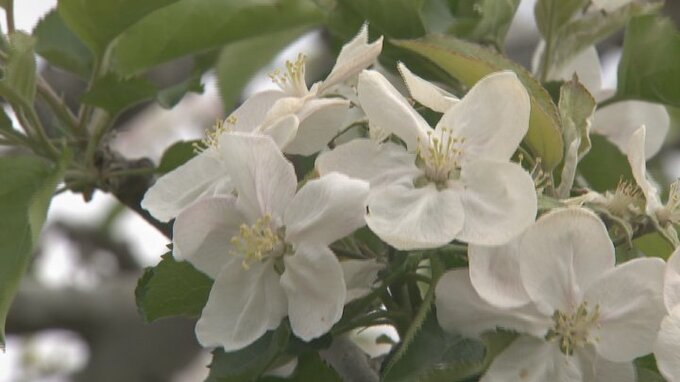 特産のリンゴの花が満開　津金のリンゴ果樹園　山梨・北杜市　|　山梨のニュース | ＵＴＹテレビ山梨