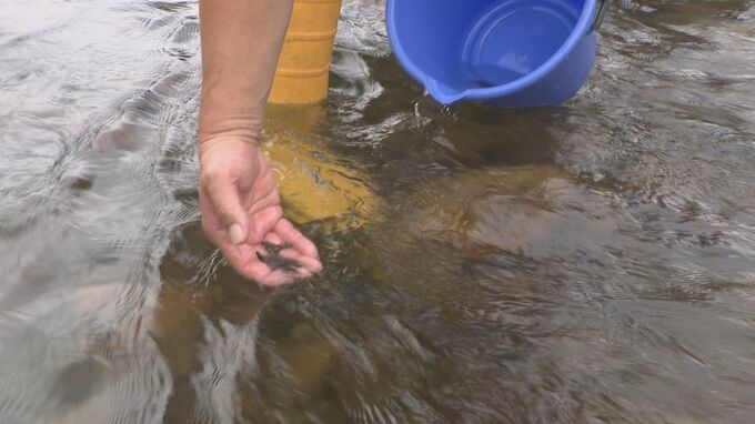 金沢の郷土料理にも使われる「カジカゴリ」を放流 県の調査によると年々増加　|　石川県のニュース｜MRO北陸放送