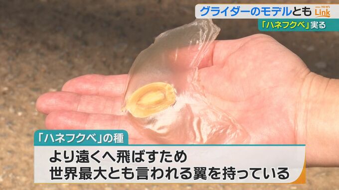 グライダーのモデルとも言われる“翼を持つ種子”ハネフクベ　熱帯ドリームセンターで2年連続実る　　|TBS NEWS DIG