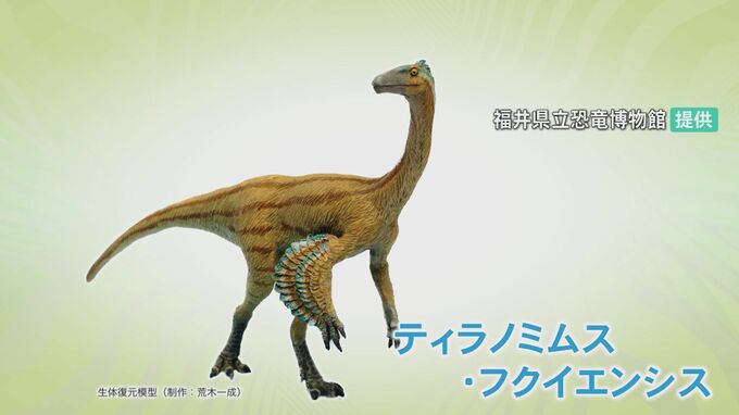 新種の恐竜“ティラノミムス”発見！オルニトミモサウルス類では全国初…福井県で7年ぶりの快挙|TBS NEWS DIG