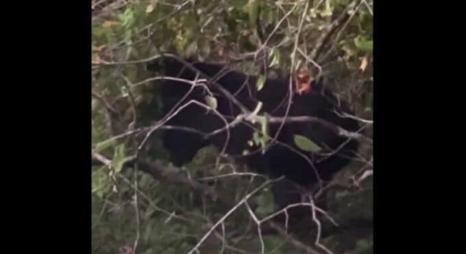 クマ出没相次ぐ 石川県小松市と能美市 住宅裏のカキの木を伐採も同じ日の午後に再び現れる | 石川県のニュース|MRO北陸放送