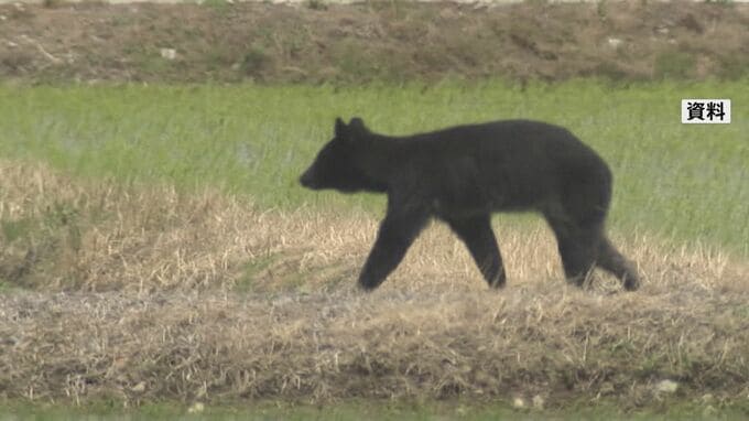 クマの人身被害　4～8月で全国で69人　クマの被害が過去最悪になった2023年度と同じペース|TBS NEWS DIG