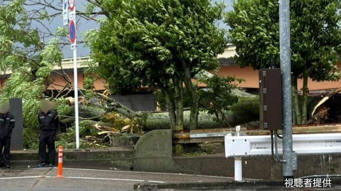 【速報】岡山市北区京橋町で倒木　強風によるとみられる　街灯が破損　岡山市が調査中|TBS NEWS DIG
