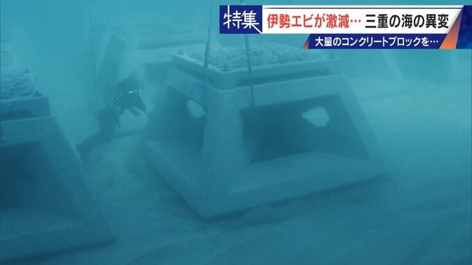 30年コンクリートの塊を沈め続けても止まらない“磯焼け” 三重の海で進む異変 伊勢エビも激減し… ｢漁師は勧められない職業｣|TBS NEWS DIG