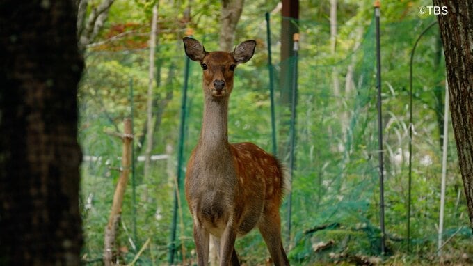 「飢えた鹿はトリカブトも食べる」”鹿に食いつくされる八ヶ岳の森” 山小屋で働く小屋番が抱く危機感「このままでは八ヶ岳の森が消えてしまう」|TBS NEWS DIG