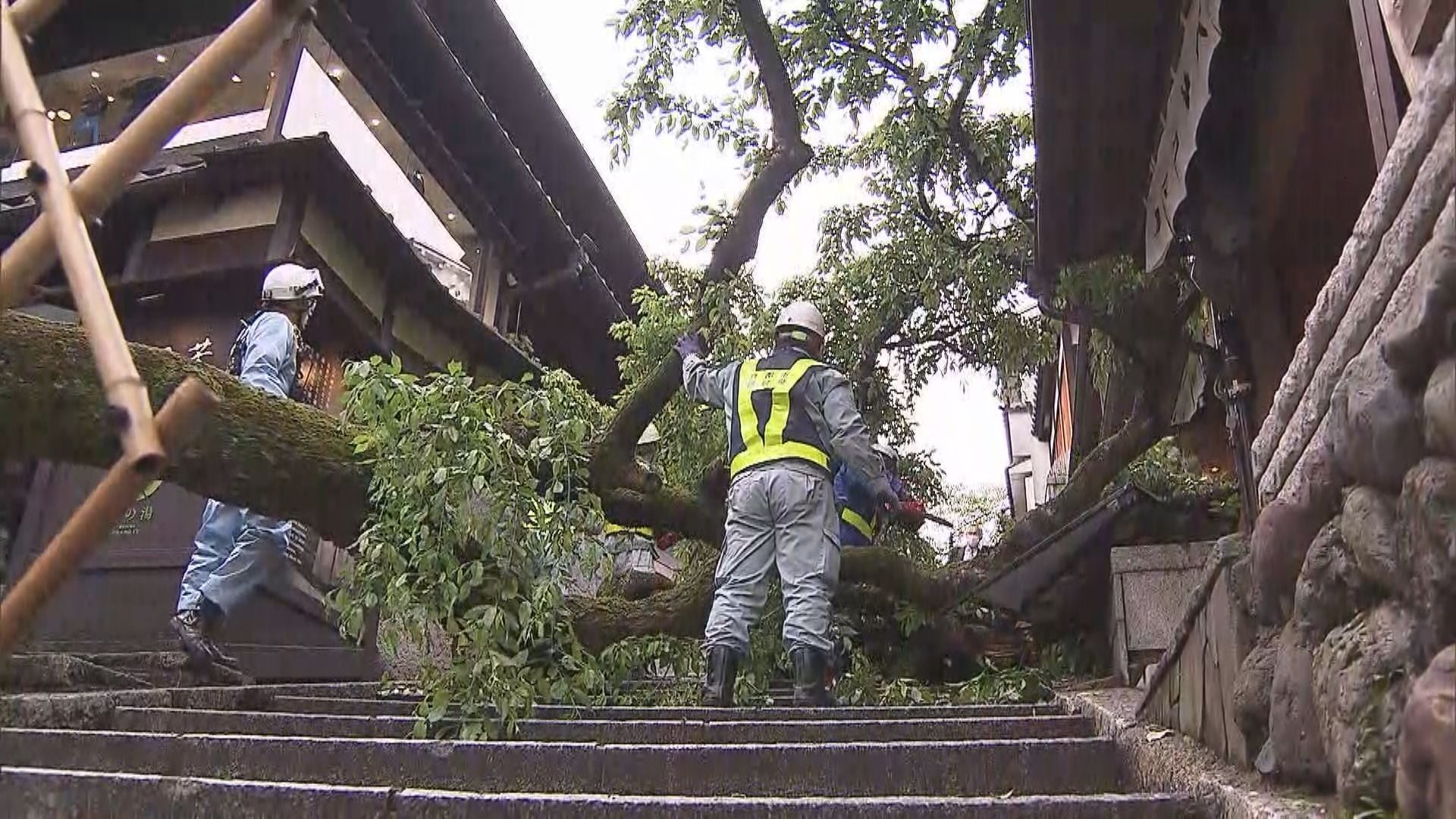 大けがをしたのは三重高校の男性教員（62） 京都で桜の木倒れる 教員は遠足で生徒の引率 生徒にけがなく無事帰る