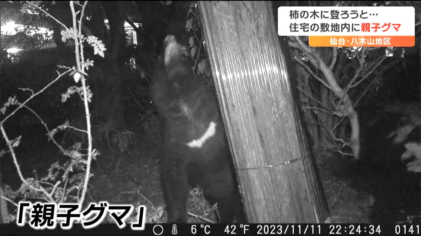 もう登らないと思う」親子グマが再び住宅敷地内に出没 ついに柿の実を