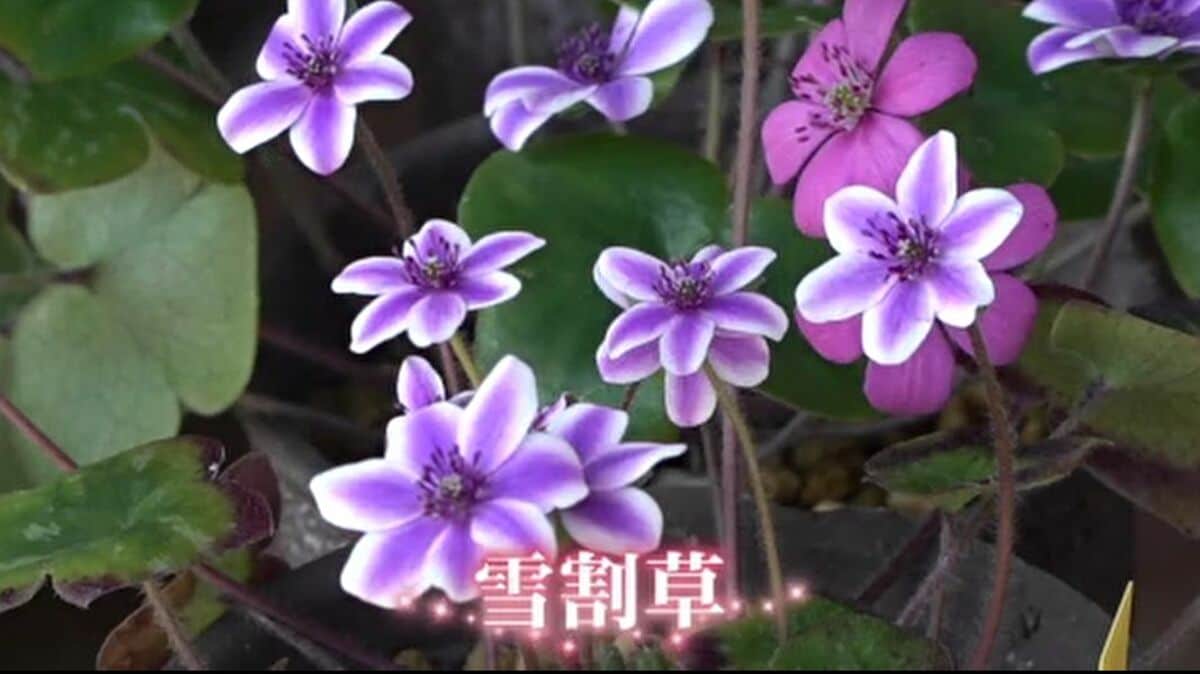 地震と豪雨でダメージも「復興のシンボル」にと “雪割草”が花開く