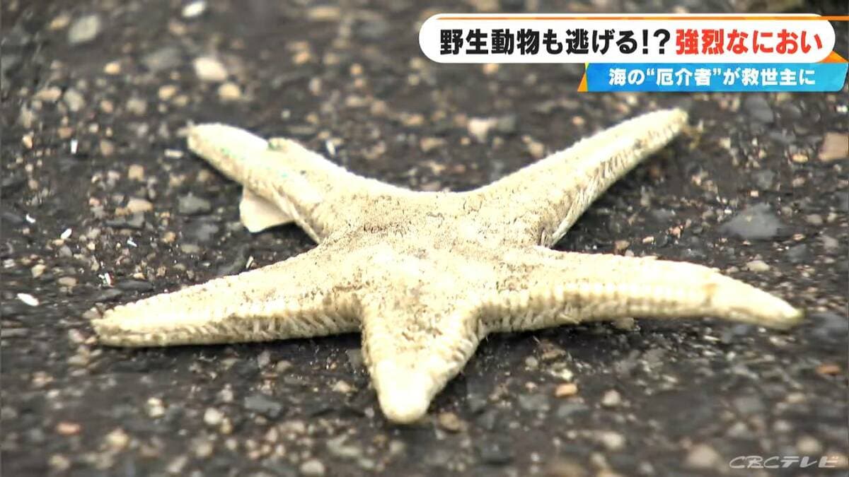 野生動物をもとめて: テレビ取材班とともに They must be out there somewhere Searching for Japanese