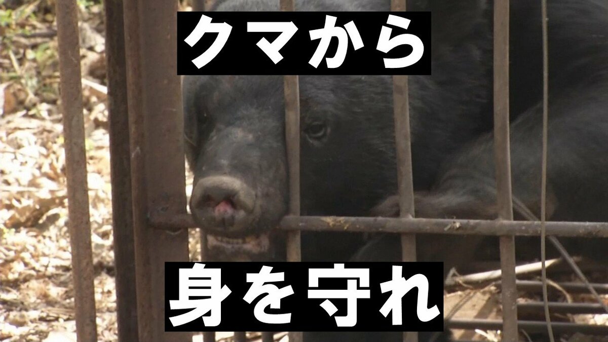 クマから命を守るには 鈴やラジオで安心してはダメ！危険な場所は