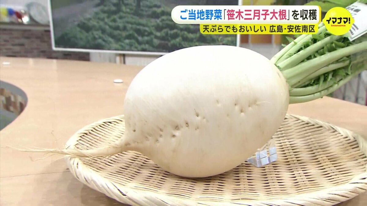 広島市のご当地野菜「笹木三月子大根」出荷ピーク 形が独特 天ぷらでも