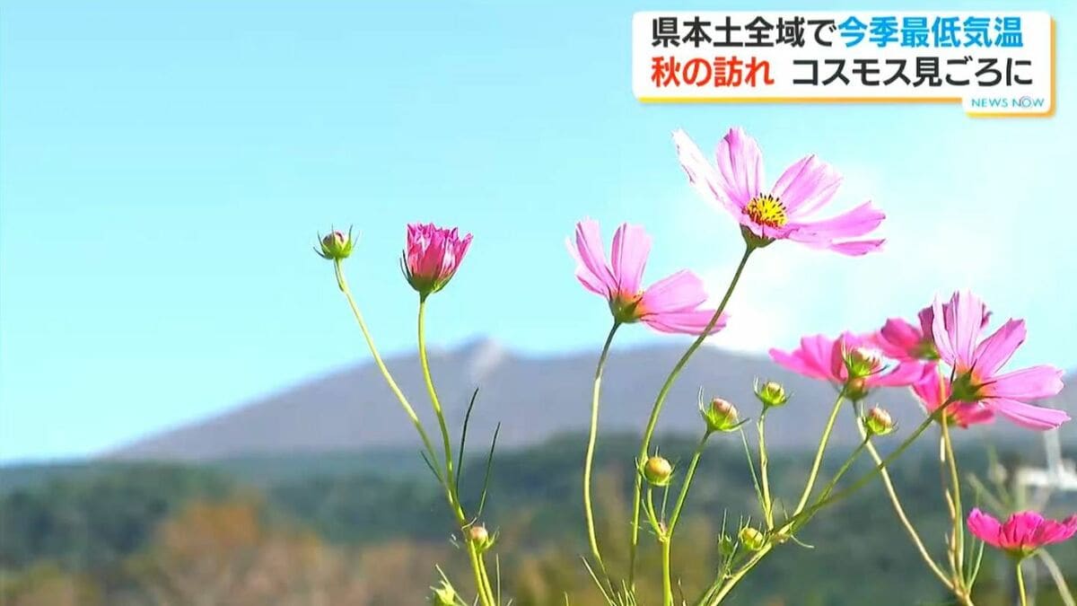 「一生の記念」霧島連山をバックに色鮮やかなコスモス　ひんやりした朝、秋の訪れ告げる　鹿児島