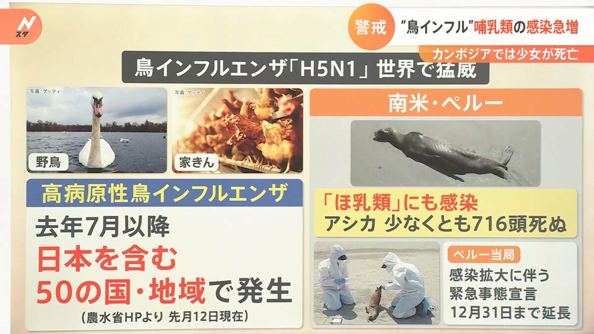 鳥インフル”「H5N1型」が猛威 ヒトからヒトへの感染リスクは？【解説