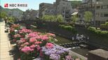 島原で5月観測史上最高の32.7度 長崎・眼鏡橋では1300鉢のアジサイが涼を届ける　|　長崎のニュース | 天気 | NBC長崎放送