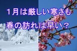 【気象庁・3か月予報】1月は厳しい寒さ続き「日本海側は大雪注意」3月は気温上昇「春の訪れやサクラの開花」早い可能性 tbc気象台|TBS NEWS DIG