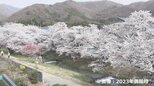 【LIVE】観音寺川の桜並木ライブ映像 福島県猪苗代町【ライブカメラ】|TBS NEWS DIG