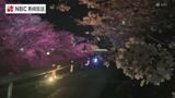 卒業記念の100本の桜が色とりどりにライトアップ【長崎・対馬】 | 長崎のニュース | 天気 | NBC長崎放送