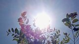 山梨県に熱中症警戒アラート 予想最高気温は甲府36度の猛暑日 | 山梨のニュース | UTYテレビ山梨