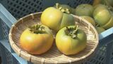 まろやかな甘みとしっとりした食感　特産「蓮台寺柿」三重県伊勢市で収穫始まる|TBS NEWS DIG