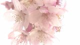 長湯温泉しだれ桜の里 早咲き大漁桜満開に 6種類2600本が順次見ごろに 大分 | 大分のニュース|OBS NEWS|大分放送