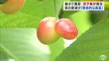 「31℃はサクランボにとって致命的な高温」記録的な猛暑が影響か サクランボの『双子果』 高級サクランボ「ジュノハート」にも影響が… | 青森のニュース│ATV NEWS│青森テレビ