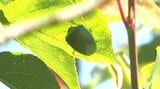 「斑点米カメムシ類」九州・山口各県で急増 注意報相次ぐ 高温続きで多発のおそれ | 大分のニュース|OBS NEWS|大分放送