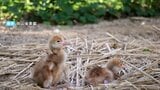 【ふわふわ】タンチョウのヒナ2羽が誕生　2年続けて後楽園で　「そっと静かに見守って」【岡山】　|　岡山・香川のニュース | 天気 | RSK山陽放送