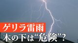 雷が発生したら「木の下」は危険 「電線の下」への避難 ゲリラ雷雨に要注意|TBS NEWS DIG