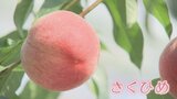 今シーズン初 モモの収穫はじまる ハウス栽培の 早生品種「さくひめ」 山梨・甲州市 | 山梨のニュース | UTYテレビ山梨