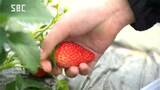 「甘酸っぱくて、めっちゃうまい」小学生がイチゴ狩りを体験　イチゴを収穫し味わう　長野・飯田市|TBS NEWS DIG
