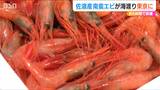 1日半→6時間！佐渡産『南蛮エビ』が空を飛び海を渡って東京に なかなか出回らない“島の宝”の市場物流をドローンで実証　|　新潟のニュース・天気｜BSN NEWS｜BSN新潟放送