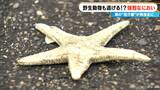 型破りの発想! 野生のシカも逃げる強烈な匂い 「海の厄介者」が山の救世主に? “獣害”対策で試しにつるしてみたら… 岐阜・大野町 | 名古屋・愛知・岐阜・三重のニュース【CBC news】 | CBC web