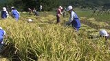 「棚田」で小学生が稲刈り体験　黄金色のあきたこまちを収穫　はせ掛けの作業も　岩手・遠野市　|　IBC NEWS | IBC岩手放送