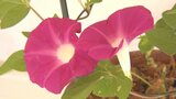 「朝顔展」始まる 紫やピンク…色鮮やかな花でひとときの涼を楽しむ 大分 | 大分のニュース|OBS NEWS|大分放送