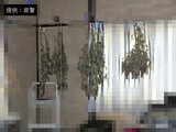 自宅で大麻栽培か　925万円分が見つかった部屋の写真など公開　逮捕の漁師(42)「すべて自分で使うため」広島　|　RCC NEWS | 広島ニュース | RCC中国放送