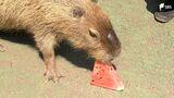 「おいしくて味わいたかった?」カピバラのスイカ早食い競争　シャボテン公園のモミジは…＝静岡・伊東市|TBS NEWS DIG